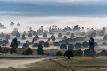 Great foggy pasture landscape in the early morning in Matamata, the true Hobbiton landscape, New...