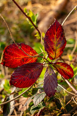 Obraz premium Close-up of red glowing leaves in backlight, probably from blackberry bushes, Dallensental, Lügde, North Rhine-Westphalia, Germany.