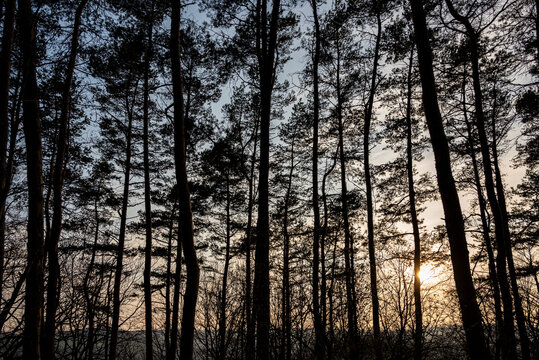 View from the forest with tree silhouettes against the evening sky in Kalletal, East Westphalia-Lippe, North Rhine-Westphalia, Germany.