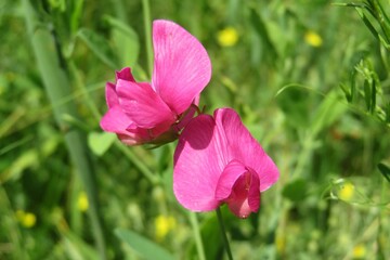 Sweet pea flowers in the meadow, closeup