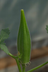okra fruit