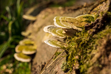 Tree fungi and moss on a deadwood tree trunk in the forest, Mörth, Teutoburg Forest, North Rhine-Westphalia, Germany.