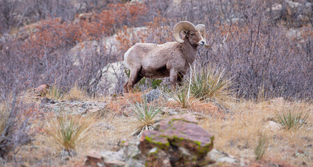 Big Horn Sheep Side