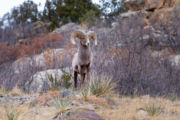 Naklejka premium Big Horn Sheep Front