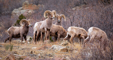 Big Horn Sheep Alert