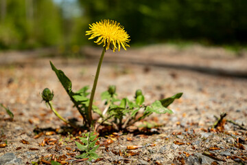 Close up of a dandelion (Taraxacum) in bloom on a forest road, near Polle, Weserbergland, Lower...