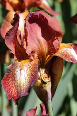 Brown bearded iris flower