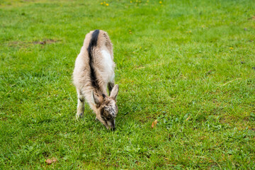 Little goat eating grass.