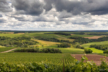 Fototapeta na wymiar Situé dans l'Aube, les vignobles Champenois sur le plateau de Blu.
