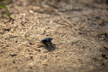 Little black beetle on the ground