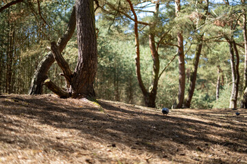 Fototapeta premium Pidgeon on the path in woods.