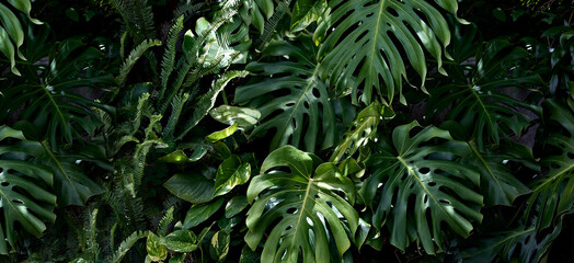 Naklejka na ściany i meble Jungle banner with lush tropical green leaves, Monstera, Potos and Ferns. Nature concept. Natural background or wallpaper