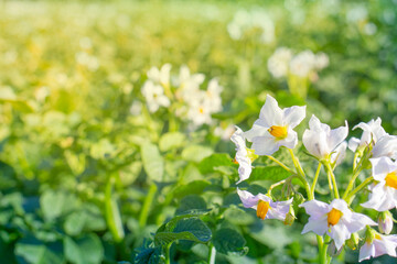 potato inflorescence, beautiful white flowers on a green background with sunlight
