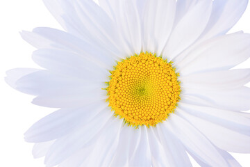 white isolated daisy on a white background close-up