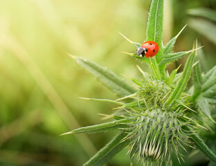 Ladybugs, or coccinellids (Lat. Coccinellidae), is a family of beetles. Close-up on a thorn.