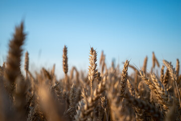Close up of field of wheat with blue summer sky