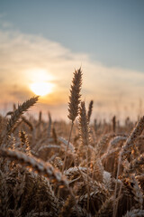 Fototapeta premium Wheat field at sunset. Close up of wheat seed at the field