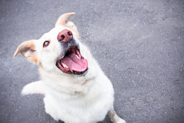 White dog smiling with mouth open against the gray asphalt, looking up happily.