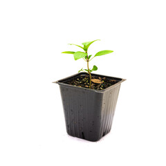 Thai basil seedling in a 4 inches black nursery pot isolated on white
