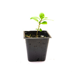Thai basil seedling in a 4 inches black nursery pot isolated on white