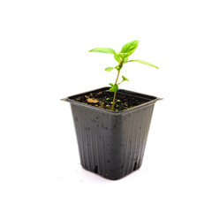 Thai basil seedling in a 4 inches black nursery pot isolated on white