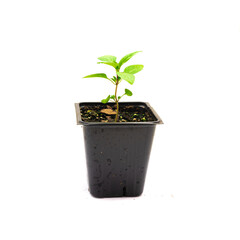 Thai basil seedling in a 4 inches black nursery pot isolated on white