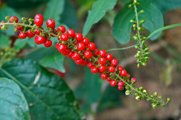Wild red berries (Rivina humilis) on tropical rainforest 