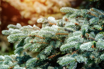Young shoots on the branches of a silver spruce
