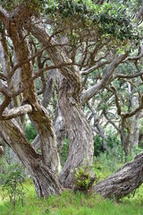 Dense forest of curved native pohutukawa tree trunks and branches with green grass and shrubs among them.