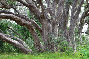 Strong curved trunks of native Pohutukawa trees growing from one place.