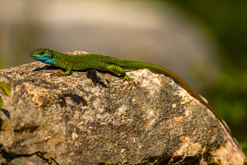 Naklejka na ściany i meble European Green Lizard (Lacerta viridis). 