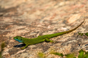 European Green Lizard (Lacerta viridis). 