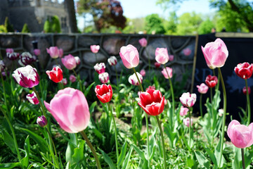 Tulips in front of a wall.