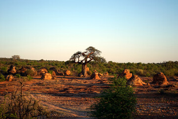 Baobab tree sunset.