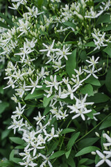 Sweet Autumn Clematis (Clematis terniflora) in full bloom with white blossoms