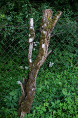 brown tree trunk grown into metal fence