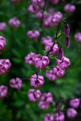 Fototapeta premium Pink Lily in full bloom with small purple blossoms, shallow dept of field. close up