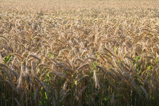 Corn field in setting sun, wheat field.