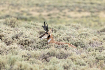 Antelope in the wild