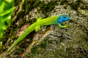European Green Lizard (Lacerta viridis). 