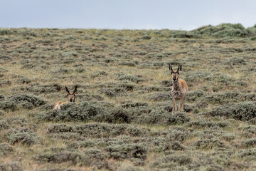 Antelope in the wild
