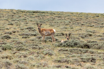 Antelope in the wild