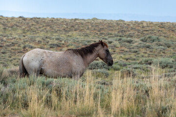 Fototapeta na wymiar Wyoming Wild Horses
