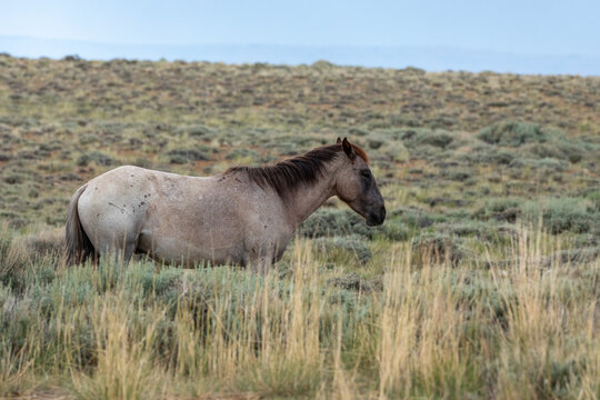 Wyoming Wild Horses