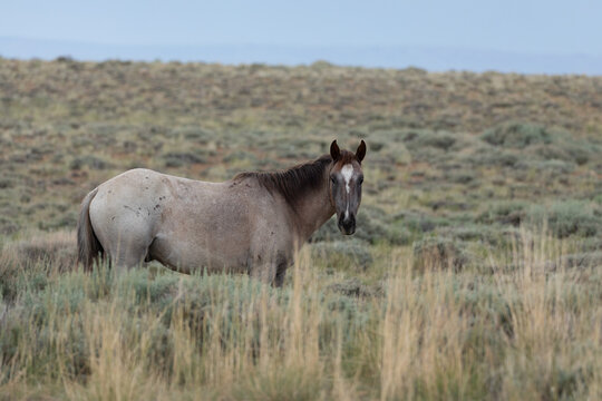 Wyoming Wild Horses