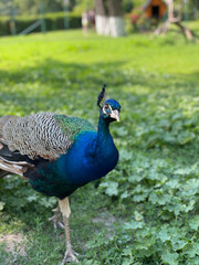 peacock with feathers