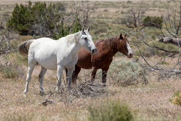 Obraz na płótnie Canvas Utah Wild Horses