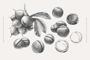 Hand-drawn Macadamia nut. Tropical fetus, open and whole. Organic food concept. It can be used as a decoration element for markets, menus, and packaging. Vintage botanical illustrations. - obrazy, fototapety, plakaty