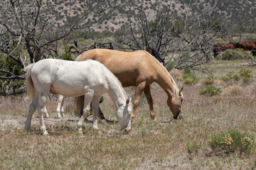 Naklejka na ściany i meble Utah Wild Horses