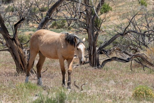 Utah Wild Horses